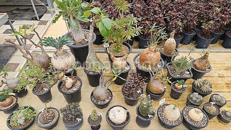 씨포스템마 우터 (아프리카식물/코덱스)--2